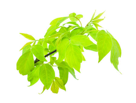 A branch of maple with young green leaves isolated on a white background. Spring time.の写真素材