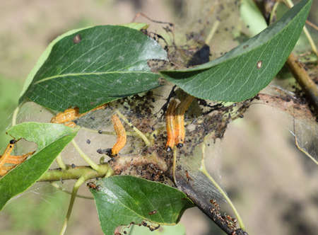 Closeup of a pest Moths Caterpillars, formed communal webs around a tree branches in the garden. Pear branch attacked by malicious insects image. A tent caterpillar nest. Agricultural Insect Pests.の写真素材