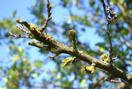 Dry bare tree branch covered by yellow lichen. Xanthoria parietina is a foliose, or leafy, lichen.の写真素材
