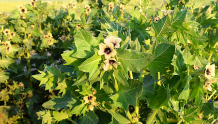 Hyoscyamus niger, commonly known as henbane, black henbane or stinking nightshade, is a plant that is poisonous in the family Solanaceae. Focus on foreground.の写真素材