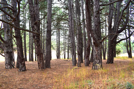 Autumn pine forest in cloudy weather, tree trunks.の写真素材