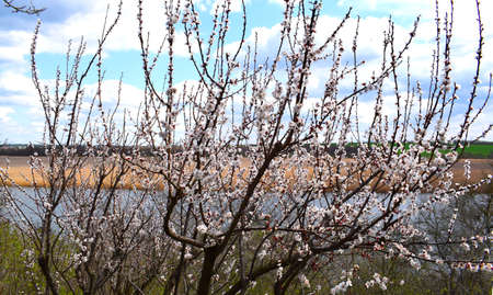 Nature in Springtime. Nature scene with flowering apricot against the background of the landscape.の写真素材