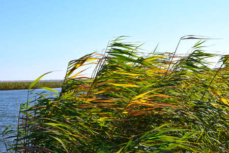 Reeds on the river bank. Reed grass in the fall in the sun. Wind. Abstract natural background.の写真素材