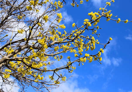 Flowering dogwood, Cornus mas against blue sky. Springtime.の写真素材
