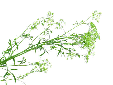 Flowering stem parsley's with sparser leaves, flat-topped umbels and immature seeds, isolated on a white background.の写真素材