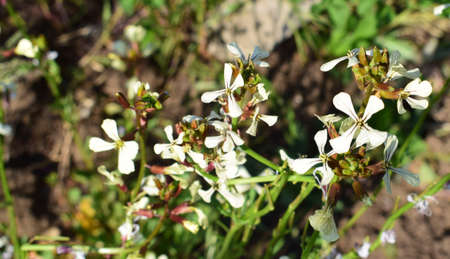 Flowers of roquett (rocket salad, eruca sativa, arugula). Inflorescences of rucola.の写真素材