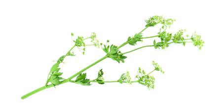 Flowering stem celery (Apium graveolens) isolated on a white background.の写真素材