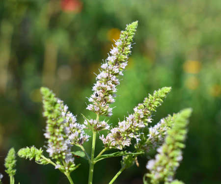 Peppermint flowering. (Mentha and piperita, also known as Mentha balsamea Wild) is a hybrid mint, a...