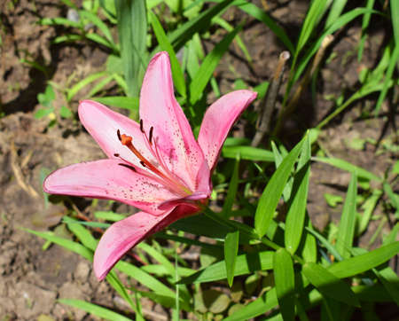 Pink lilium flower in the garden. garden flowers.の写真素材