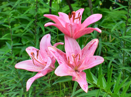 Pink lily flowers in the garden. garden flowers.の写真素材
