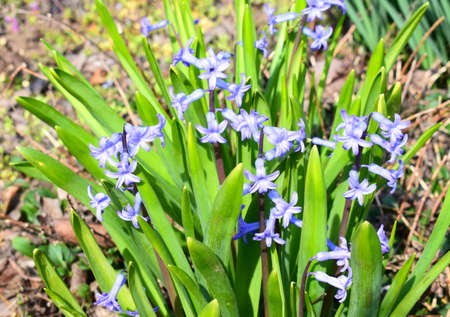 Tender blue spring flowers hyacinthoidese, known as bluebells. garden spring flowers.