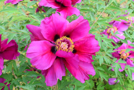 A flower of a tree peony in a garden. garden spring flowers.の写真素材
