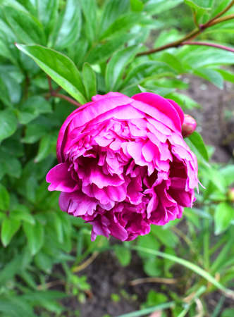 Beautiful pink bloomed peony in the garden. bright garden flower.の写真素材
