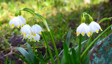 Leucojum vernum, called spring snowflake. White flowers with yellow marks.の写真素材