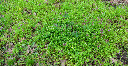 Little wild flowers and young grass in a spring meadow. Field meadows in bloom in early spring....