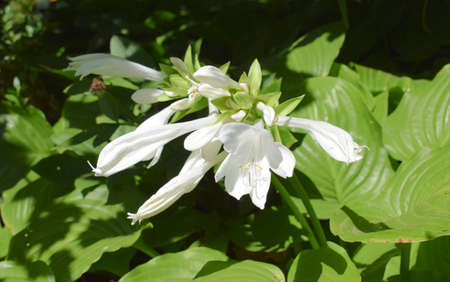 White flowers in the garden. Hosta plantaginea, the fragrant plantain lily or August lily.の写真素材