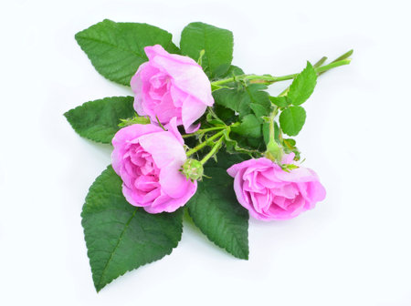 beautiful rose bouquet. Pink flowers isolated on white background.の写真素材