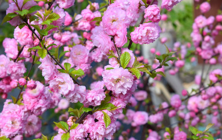 Blooming prunus triloba, sometimes called flowering plum or flowering almond. Beautiful delicate branches with pink flowers.の写真素材