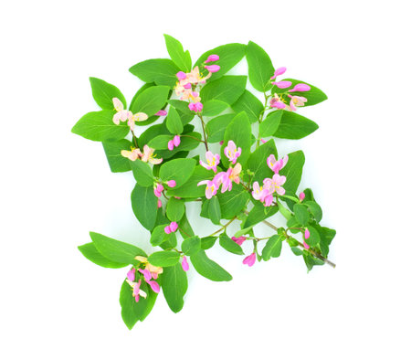 Branch with green leaves and pink flowers isolated on white background. Lonicera tatarica known by the common name Tatarian honeysuckle.の写真素材