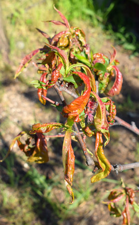 Peach leaf curl. Peach leaf curl is a plant disease characterized by distortion and coloration of leaves and is caused by the fungus Taphrina deformans.の写真素材