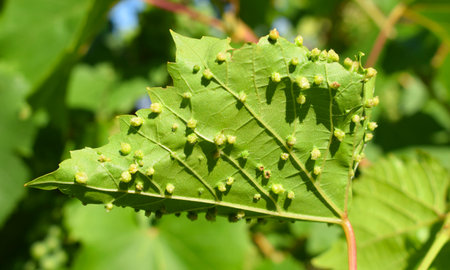 A grape leaf showing the galls that are formed during a phylloxera infestation, is a pest of commercial grapevines worldwide.の写真素材