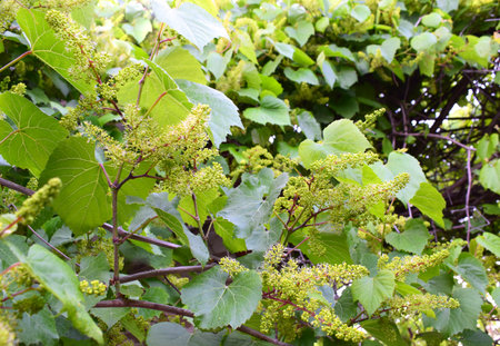 Flowering grapes, the initial development of the grapes. Spring time.の写真素材