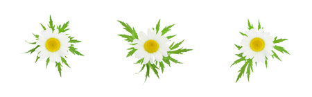 Chamomile or camomile flowers with leaves isolated on white background. Elements for design.の写真素材
