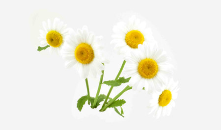 Bouquet of white camomiles isolated on white background. element for design.の写真素材