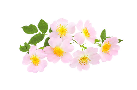Rosehip flowers with leaf isolated on white background. Rosa rubiginosa (sweet briar, sweet briar rose, sweet brier or eglantine).の写真素材