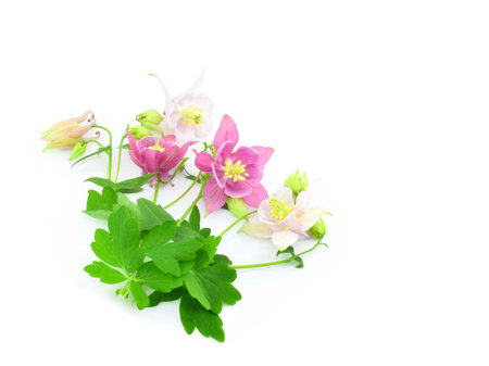 Bouquet of columbine flowers isolated on white background. copyspace. Aquilegia, granny's bonnet.の写真素材