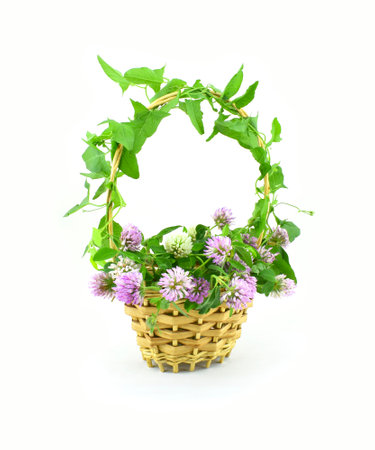 Flowers arrangement in a basket isolated on white background. Wildflowers Clover.の写真素材