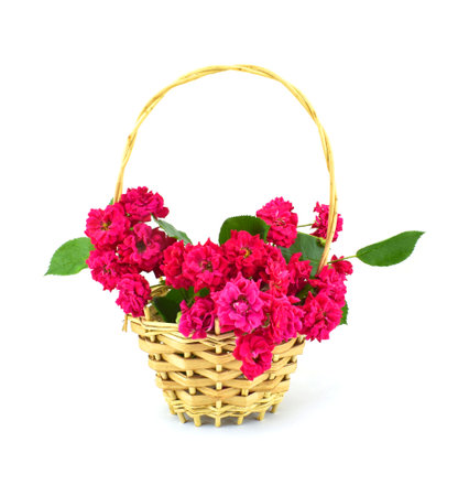 Basket with roses isolated on white background. copyspace.の写真素材