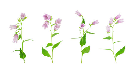 Set of purple bellflowers isolated on white background. Campanula punctata or spotted bellflower.の写真素材