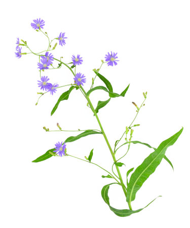 Delicate blue flowers on stem lactuca tatarica (lactuca perennis, blue lettuce) isolated on white background.の写真素材