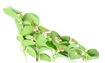 Snowberry branches with leaves and flowers isolated on white background. Symphoricarpos, commonly known as the snowberry, waxberry, or ghostberry.の写真素材