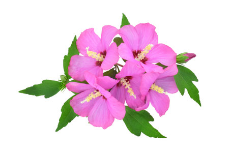 Hibiscus branch with bright pink flowers isolated on a white background. Hibiscus Syrian pink.の写真素材