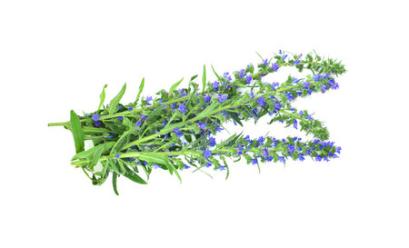 Blooming twigs with blue flowers isolated on a white background. Echium vulgare, known as viper's bugloss and blueweed.の写真素材