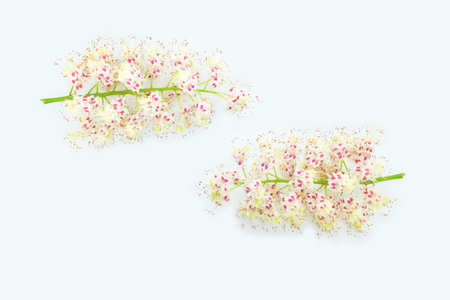 Chestnut flowers or Aesculus hippocastanum, Conker tree isolated on white background. Spring time.の写真素材