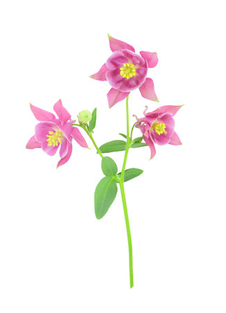 Purple aquilegia flowers isolated on white background. Common names: granny's hat, columbine. Spring time.の写真素材