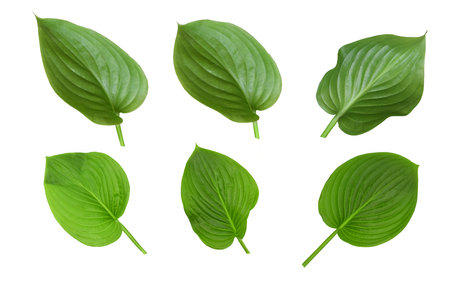 Set of green leaves isolated on white background. Hostas or plantain lilies. Elements for design.の写真素材