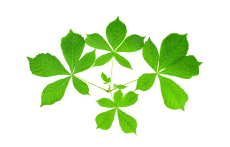 Green chestnut leaves isolated on white background. Aesculus hippocastanum, the horse chestnut.の写真素材