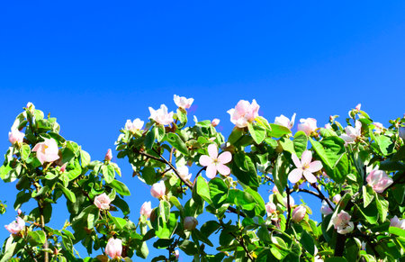 Blooming branches with pink flowers and green leaves against a blue sky. Copy space. Spring time. Quince blossom.の写真素材