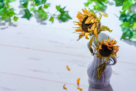 Background with a bouquet of yellow sunflower with leaves (dead flower)の写真素材