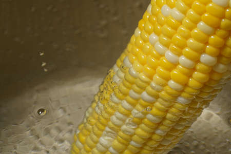 Boiled corn on the cob in a pot of boiling water