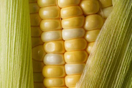 Grains of ripe corn on dark background