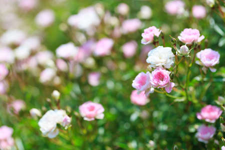Rose flower in the rose gardenの写真素材