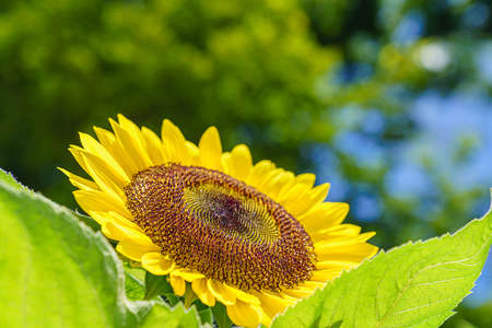 Sunflower field landscape close-up. Sunflower blooming.