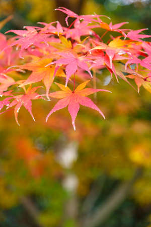 The leaves turn yellow in the fall. Japanese autumn leaves. (Fall in Japan is very beautiful)