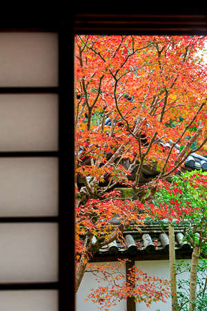 The leaves turn yellow in the fall. Japanese autumn leaves. (Fall in Japan is very beautiful)