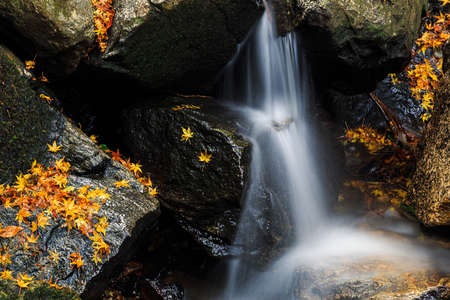 The leaves turn yellow in the fall. Japanese autumn leaves. (Fall in Japan is very beautiful)
